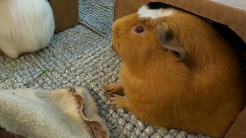 豚鼠聚会吃瓜,一场别开生面的吃瓜盛宴