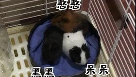 豚鼠聚会吃瓜,一场别开生面的吃瓜盛宴