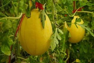 正版的吃瓜群,网络社交新现象背后的故事