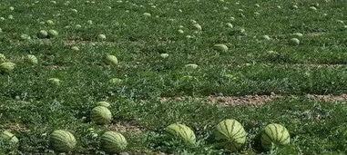 吃瓜茶楼,揭秘娱乐圈背后的故事与真相