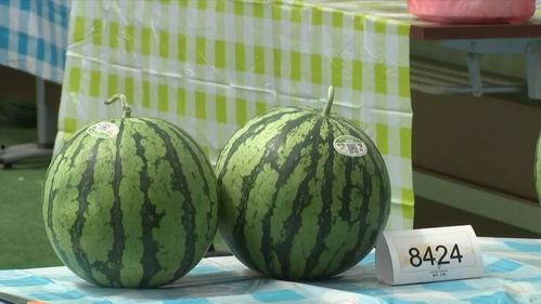 嘉兴吃瓜看桐乡