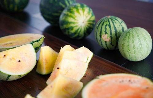 嘉兴吃瓜看桐乡