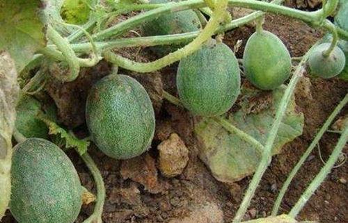 地里可以直接吃的瓜,地瓜一网打尽，尽享天然甘甜