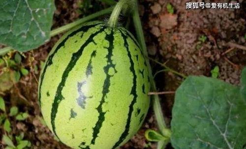 地里可以直接吃的瓜,地瓜一网打尽，尽享天然甘甜