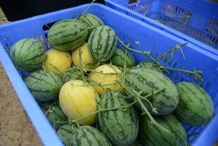 桐乡吃瓜聊天群,邻里间的欢乐时光