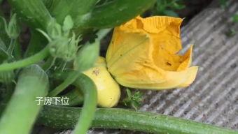 桐乡吃瓜聊天群,邻里间的欢乐时光