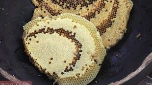 瓜哥表演吃虫子