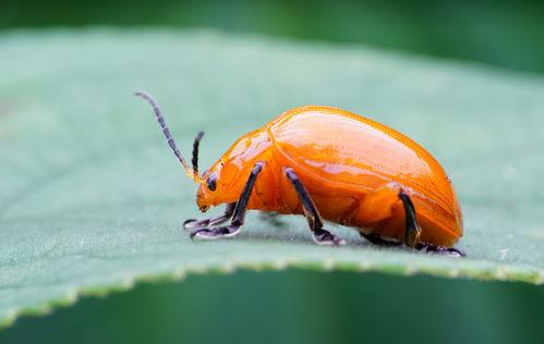 瓜哥表演吃虫子
