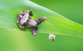 瓜哥表演吃虫子