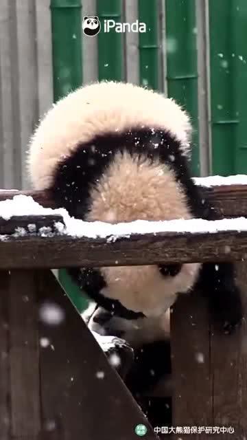 小熊吃瓜酱,揭秘瓜果乐园的甜蜜诱惑