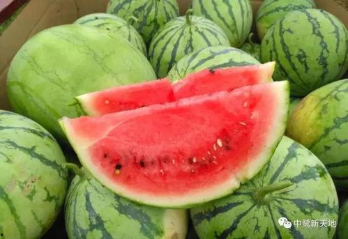 今日吃瓜大瓜每日更新,新鲜热辣，揭秘娱乐圈最新动态