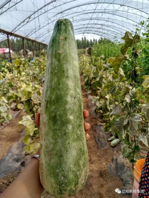 搜索带你吃瓜,揭秘网络热议背后的真相