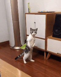 猫咪站门边吃瓜,悠闲吃瓜观世界