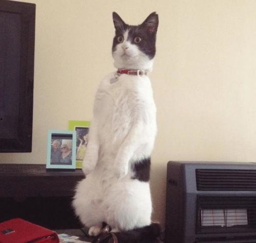 猫咪站门边吃瓜,悠闲吃瓜观世界