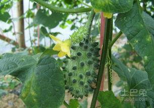 刺角瓜种子怎么吃,教你轻松解锁食用新方法