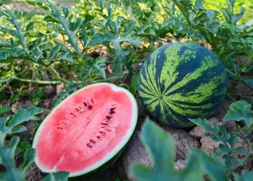 郑州夏天吃瓜,郑州夏天的清凉美食之旅