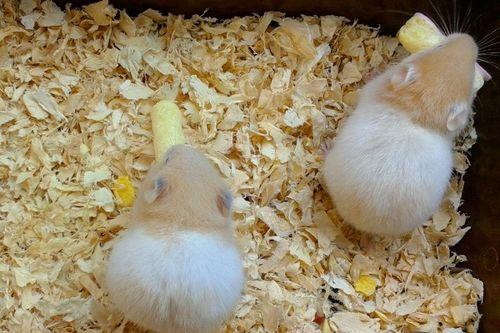 仓鼠干吃茄瓜吗