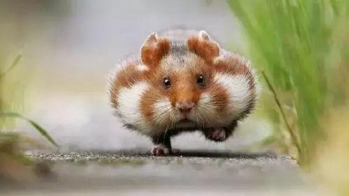 仓鼠干吃茄瓜吗