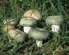 呆瓜吃菌,一场奇妙的菌类美食之旅