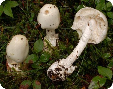 呆瓜吃菌,一场奇妙的菌类美食之旅