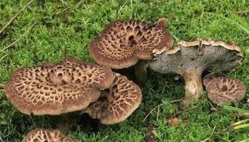 呆瓜吃菌,一场奇妙的菌类美食之旅