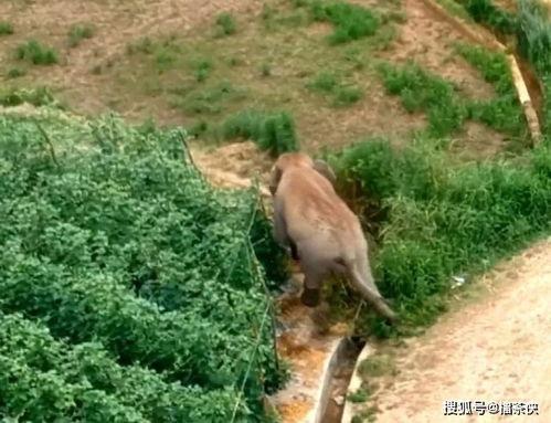 小象在南泥湾吃瓜视频,萌态十足引网友热议