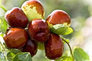 梦到吃枣摘瓜,枣香瓜甜，探寻梦境中的甜蜜奥秘