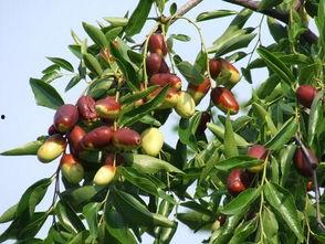 梦到吃枣摘瓜,枣香瓜甜，探寻梦境中的甜蜜奥秘