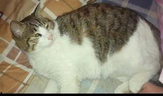 猫吃瓜现场,一场猫吃瓜的趣味现场