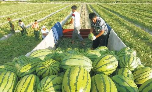 吃瓜炸裂程度图片