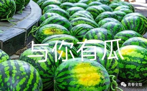 吃大学的瓜,揭秘吃大学的瓜