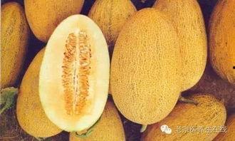 哈密瓜嫩可以吃吗,美味与营养的双重享受