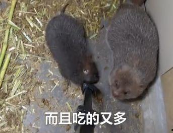 竹鼠吃瓜吗,揭秘它们对瓜类食物的喜好