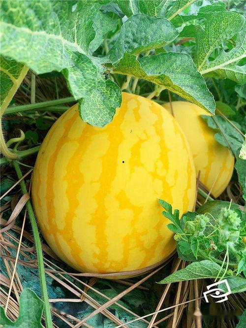 海池吃瓜,揭秘娱乐圈背后的那些事儿