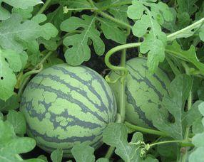 孕期可以吃淡水瓜吗,安全享用淡水瓜果的秘诀