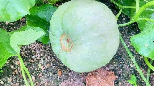 月瓜怎么吃,探索美味与营养的完美融合