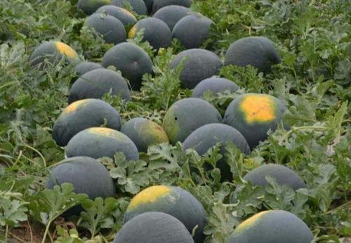 吃瓜黑皮无籽,探寻夏日消暑新宠