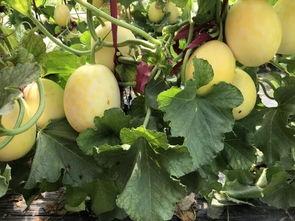 界首观止吃瓜,揭秘吃瓜背后的文化现象