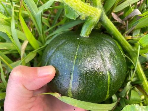 贝贝在线吃瓜,揭秘娱乐圈幕后故事